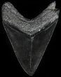Black, Fossil Megalodon Tooth - Georgia #56350-2